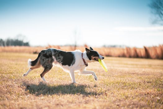 Beyond the Daily Walk: Tailoring Exercise to Your Dog’s Unique Blueprint