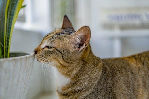 Beyond the Four Walls: Unpacking the Indoor vs. Outdoor Living Impact on Pet Health