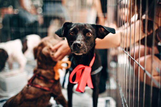 The Heart of the Matter: Choosing Your Companion Wisely – Ethical Breeding vs. Adoption Systems
