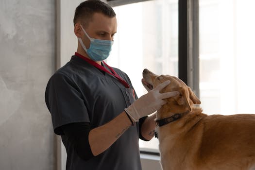Beyond the Boo-Boos: Why “Wait and See” is a Risky Game for Your Pet