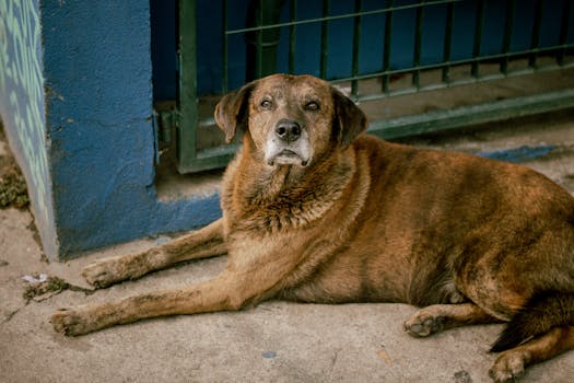 Beyond the Golden Years: Navigating Pet Longevity and Chronic Conditions
