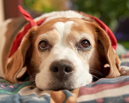 When Your Pet Goes From “Ruh-Roh” to “Run!” – Emergency Response for Acute Pet Health Conditions