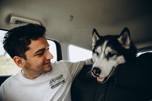 Beyond the Leash: Rethinking Travel Safety and Mobility Considerations for Pets