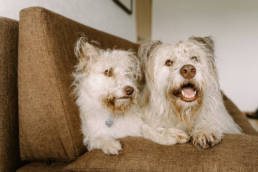 Beyond the Surface: Decoding the Gut&rsquo;s Symphony in Canine and Feline Well-being