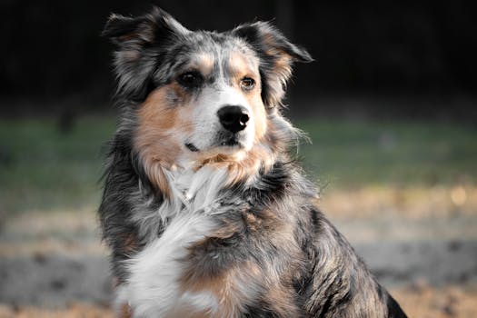 Beyond the Puppy Eyes: Decoding Your Breed&rsquo;s Genetic Blueprint
