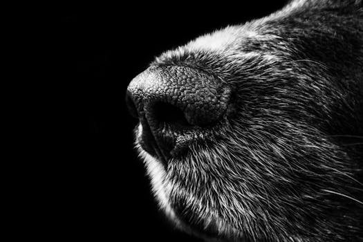 The Curious Case of Canine versus Feline Senses: Decoding Their World