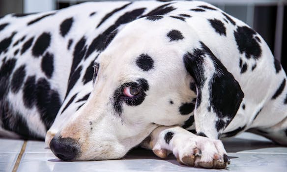 Unlocking Your Pet&rsquo;s Peace: Rethinking Compulsive Behaviors and Their Treatment