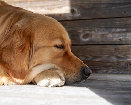 Unraveling the Omega 3 vs Omega 6 Imbalance in Pets Inflammation: A Deeper Dive
