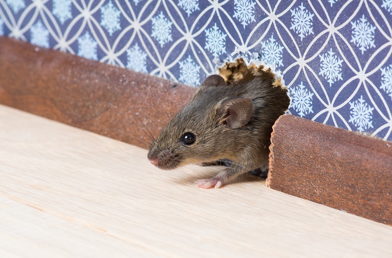 Everything You Need to Know About Rodent Infestation